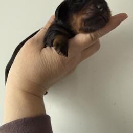 Black tan male - Black and tan male Dachshund puppy in Ironton, Missouri from Kalua's Doxies