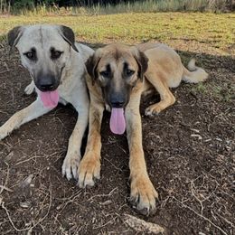 Anatolian Shepherd Dogs from Harris' Anatolian Livestock Guardian Dogs