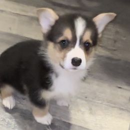 Pembroke Welsh Corgi Puppies from Promise Land Farm