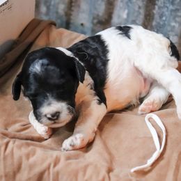Poodle Puppies from BC’s Poodles on the Mountain