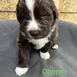 Copper - White and brown male Newfoundland puppy in Goodhue, Minnesota from Claypits Newfoundlands