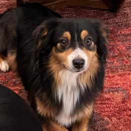 Mateo - Miniature American Shepherd