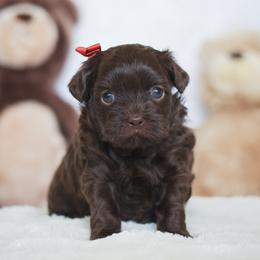 Briar - Liver female Shihpoo puppy in Nickelsville, Virginia from The Teddybear Shihpoo