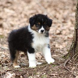 Gumbo - Black tri-color male Australian Shepherd puppy in Coldwater, Michigan from Northern Star Australian Shepherds