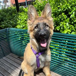 Alcmena - Sable German Shepherd puppy in Richland, Michigan from Vom Rockwood