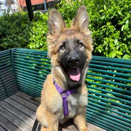 Alcmena - Sable German Shepherd puppy in Richland, Michigan from Vom Rockwood