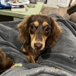 Rover - Dachshund