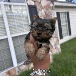 Boy 2 - Black and tan male Yorkshire Terrier puppy in Mobile, Alabama from Southern Elite Yorkies