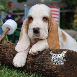 Pirate - Red and white male Basset Hound puppy in Pollock, Missouri from Northstar