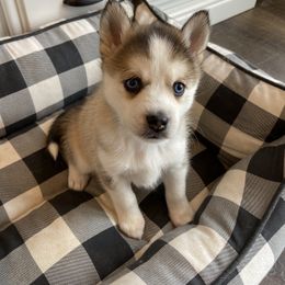 Pomsky Puppies from Goodness Gracious Pomskies