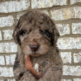 Green collar boy - Merle male Goldendoodle puppy in Lithia Springs, Georgia from Opulent Goldendoodles