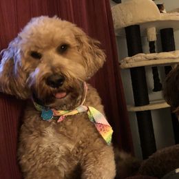 Goldendoodles from Mimi’s Goldendoodles