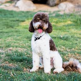 Muffin - Aussiedoodle