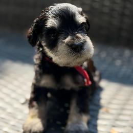 Red collar - Black and silver male Miniature Schnauzer puppy in Brownwood, Texas from Texas Dreams Mini Schnauzers