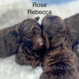 Rebecca - Brown female Poodle puppy in Greenville, North Carolina from Grace Poodles