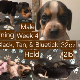 Browning Brown Male - Black tan and bluetick male Beagle puppy in Bemidji, Minnesota from Nse Farms Beagles