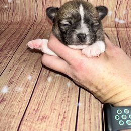 Uno - Black sabled fawn female Chihuahua puppy in Palmyra, Indiana from Country Star Chihuahuas