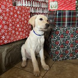Charlie - Yellow male Labrador Retriever puppy in Alger, Ohio from Osborne Family Retrievers