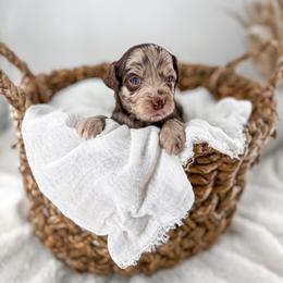 Brewed with love- Crema - Merle female Goldendoodle puppy in Russell Springs, Kentucky from Milk & Honey Doodles