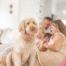 Bernedoodle and Goldendoodle All Grown Up from Elite Goldendoodles and Bernedoodles