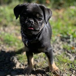 Oreo - Black male Pug puppy in Onalaska, Washington from Cupid’s Pugs