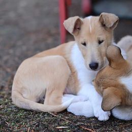 Collie and Shetland Sheepdog Puppies from Zandria Collies and Shetland Sheepdogs