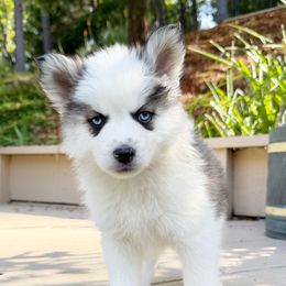 Hash - Black and white male Pomsky puppy in Grass Valley, California from Karalot Pomskies