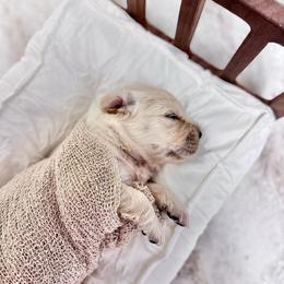 Miss Misty - Light golden female Golden Retriever puppy in Midlothian, Texas from Brightest Days
