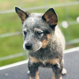 Teffy - Blue speckled female Australian Cattle Dog puppy in Rosharon, Texas from 4Surge Cattle Dogs