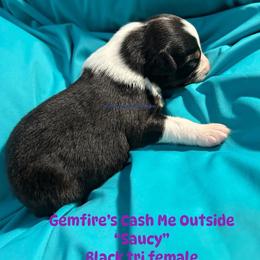 Saucy - Black tri-color female Australian Shepherd puppy in Muncie, Indiana from Gemfire Australian Shepherds