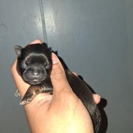 Girl 1 - Gold female Shih Tzu puppy in Birmingham, Alabama from K&D kennels