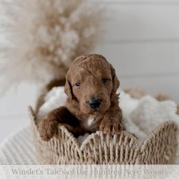 Pooh Bear - Red  male Goldendoodle puppy in Roanoke Rapids, North Carolina from Sweeter than Honey Doodles