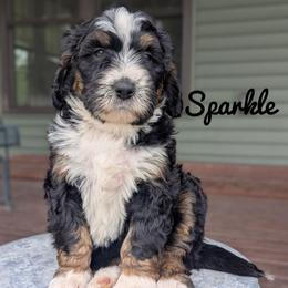Girl 1 - Tri-color female Bernedoodle puppy in Lancaster, Minnesota from Richardville Hunde