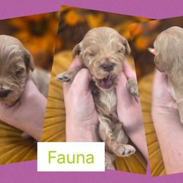 Fauna - Apricot female Goldendoodle puppy in Decatur, Tennessee from Diamond's Doodles