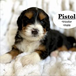 Pistol - Tri-color male Bernedoodle puppy in Jackson, Mississippi from T.M. Poodles & Doodles