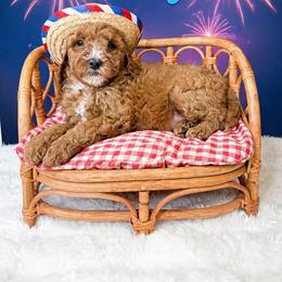 Chicago - Red  male Goldendoodle puppy in from Pink Poodles and Doodles