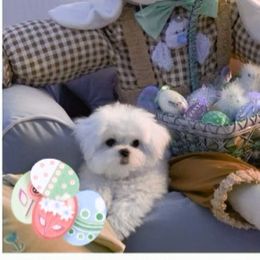 Maltese Puppies from Pashes Maltese