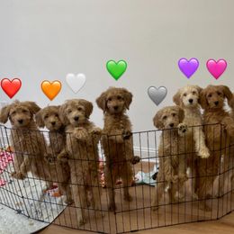 Bernedoodle and Goldendoodle Puppies from Lyon and Luna Goldendoodles Bernedoodles