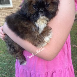 Cinnamon- Ready Now - Red and white female Shih Tzu puppy in Lawrenceville, Georgia from Beauty's Shih Tzu (Georgia)