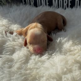 Dachshund and Great Dane Puppies from Florida Mini Dachshunds