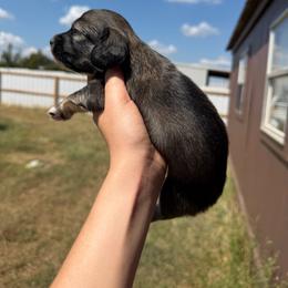 Shaded cream boy - Sable male Dachshund puppy in Nashville, Arkansas from Cuddles n Curls