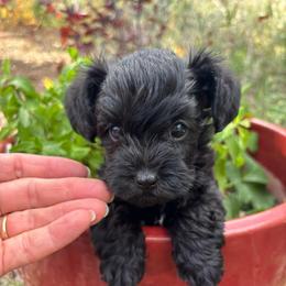 Orange-  Orange - Black male Schnoodle puppy in Colorado Springs, Colorado from Spice Mountain Puppies