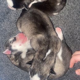Siberian Husky Puppies from Christina Karcher's Siberian Huskies