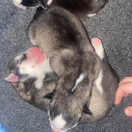 Siberian Husky Puppies from Christina Karcher's Siberian Huskies