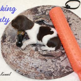 Breaking Beauty - Brown and white female Kleine Munsterlander puppy in New Lenox, Illinois from Prairie State Kennel