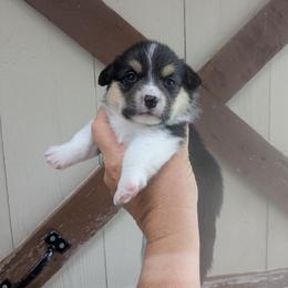 Girl 2 - Black and tan female Pembroke Welsh Corgi puppy in Edinburgh, Indiana from J Bar M Corgis