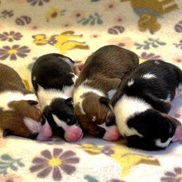 Basenji Puppies from Blue Diamond Basenjis