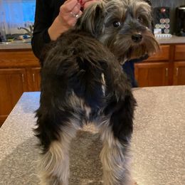 Yorkshire Terriers from Amy's Yorkshire Terriers