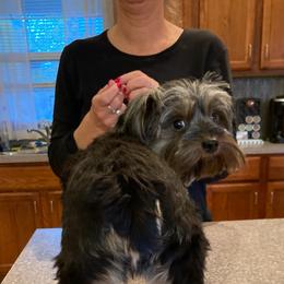 Yorkshire Terriers from Amy's Yorkshire Terriers