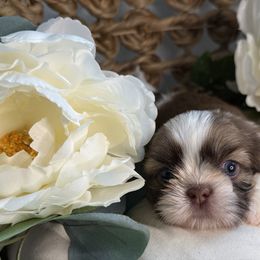 Bella - Liver and white female Shih Tzu puppy in Sherman, Texas from Shannon’s Sweet and Sassy Shih Tzu’s
